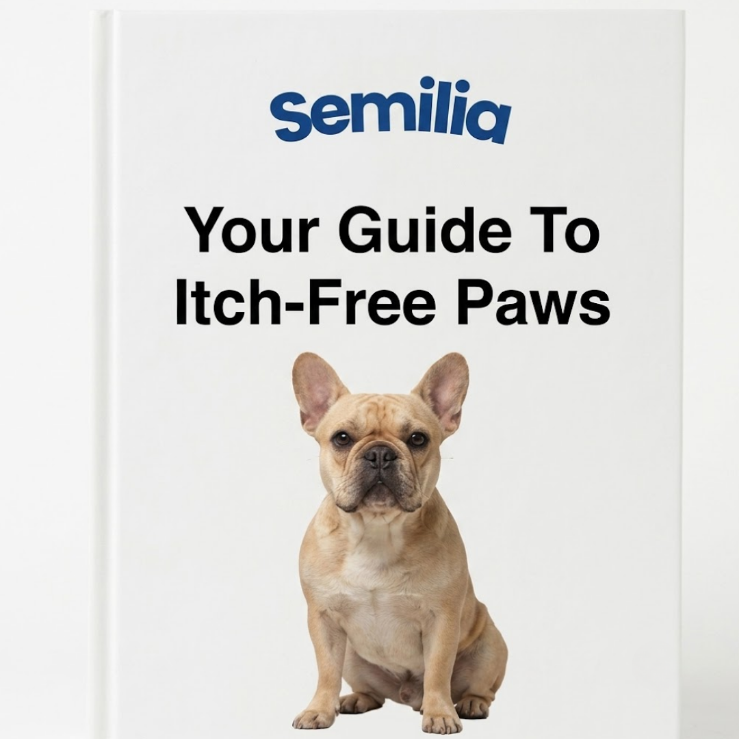 Guide To Itch Free Paws